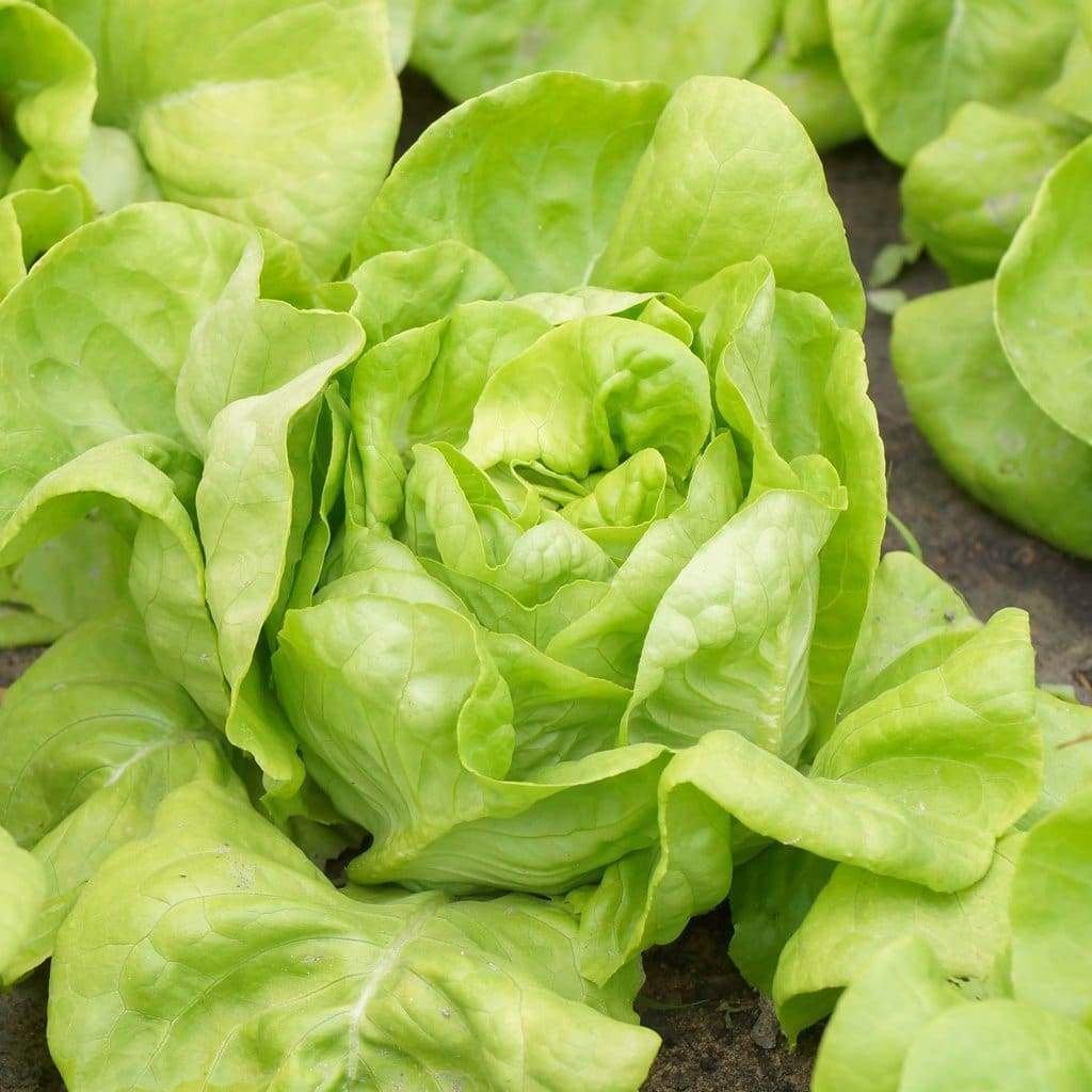 Benih Bibit Biji - Selada Green Butterhead Hijau Lettuce Seeds - IMPORT