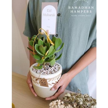 

Berkualitas Jade Plant - Hampers Lebaran / Parcel Idul Fitri Keranjangdilan