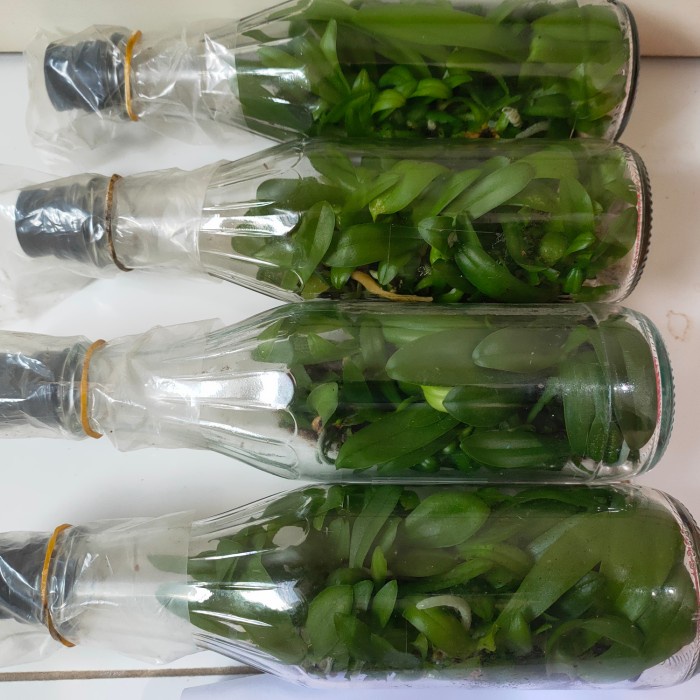 Bibit botol anggrek phalaenopsis/bulan hybrid