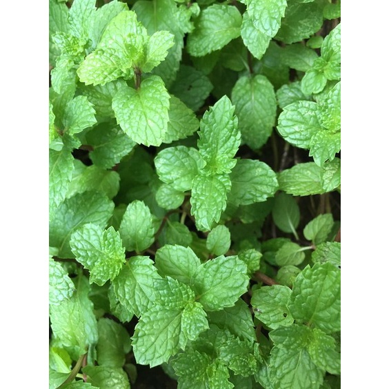 

Daun Mint 250gr