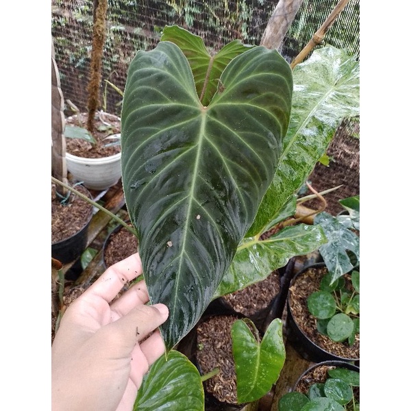 philodendron splendid