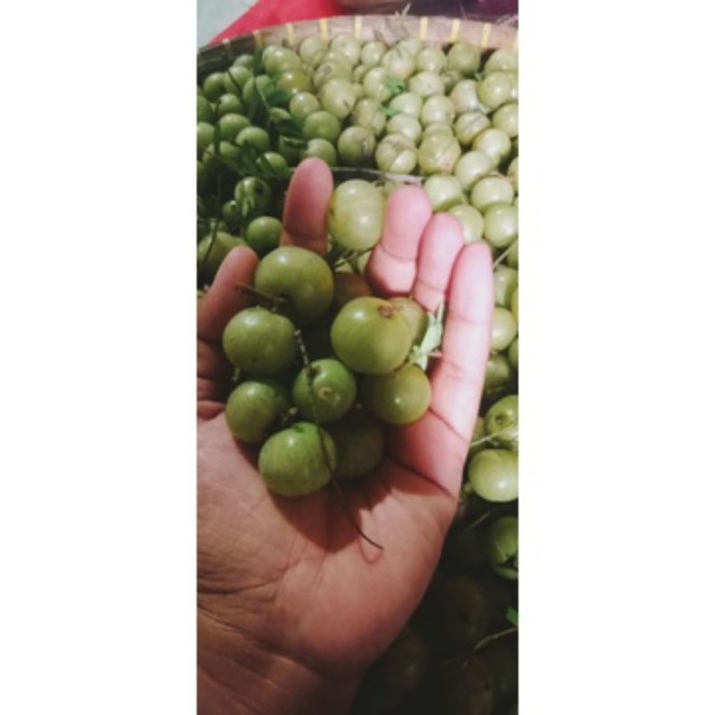 

BUAH AMLA | BUAH MALAKA SEGAR 500gr