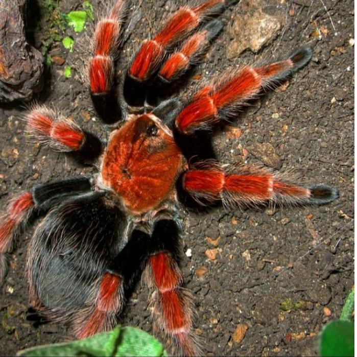 ♟ kartu exotic Brachypelma Boehmei sling iklan L718 ❈