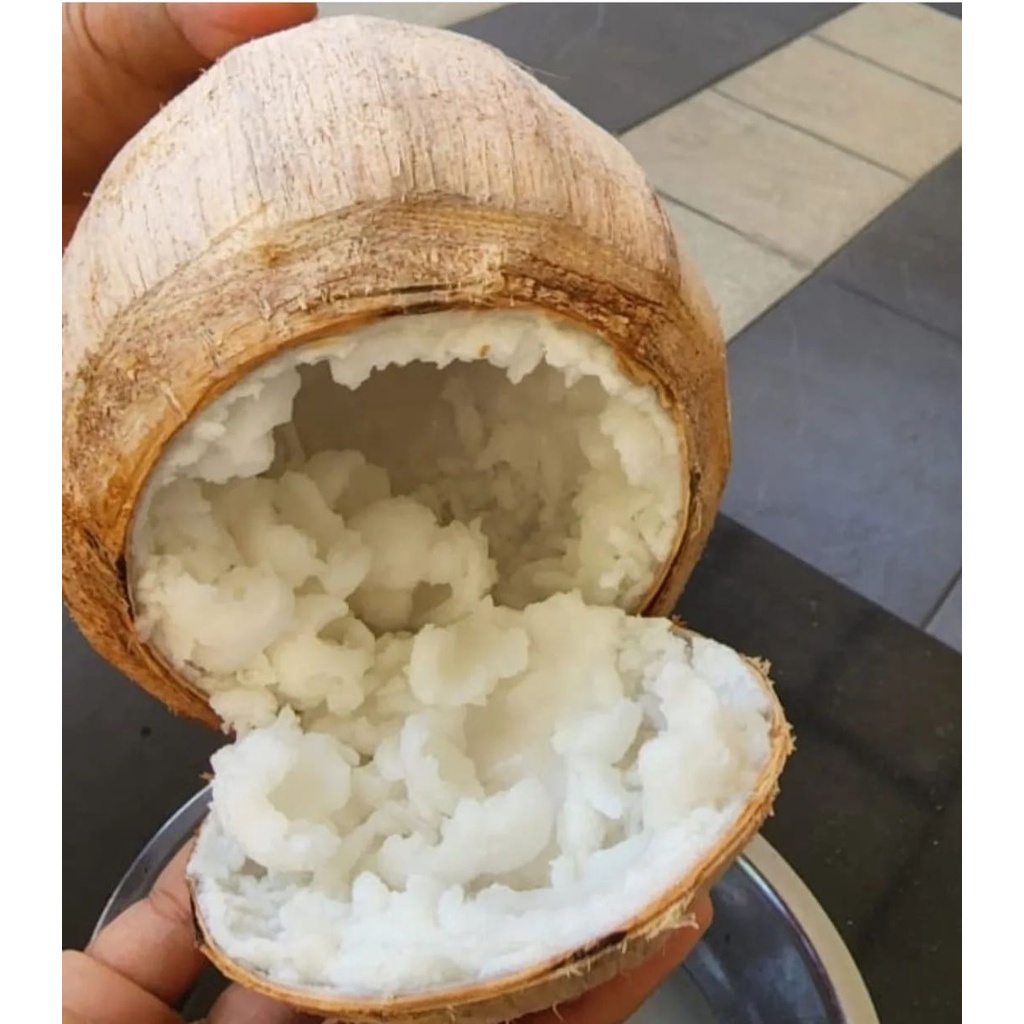 

kelapa kopyor genjah ukuran 51-52 CM murah segar dan bergaransi cocok untuk menghilangkan haus