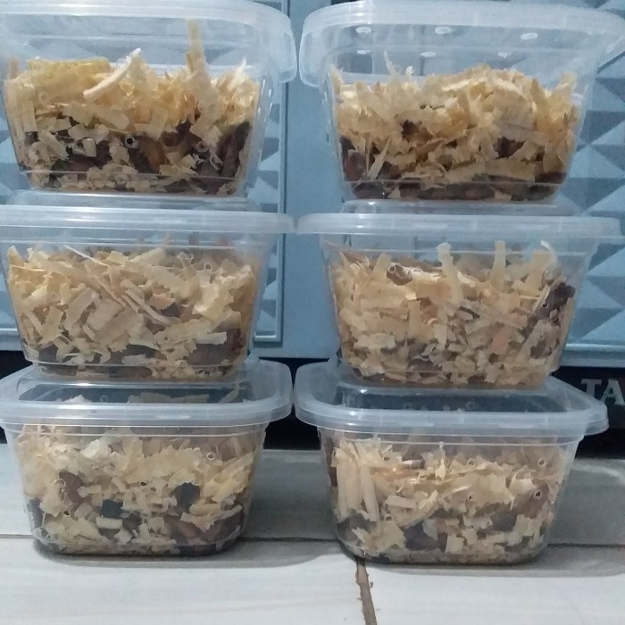 Umpan Mancing Kecoa batu Kecoa Tanah Terkelak Menje Ceremende