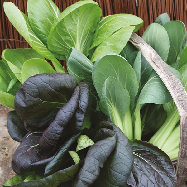 Benih Bibit Biji - Pak Choi Colour &amp; Crunch F1 Sawi Pakcoy Campuran Seeds - IMPORT