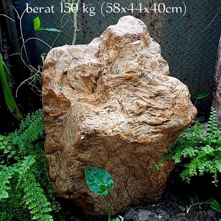 batu hias fosil kayu Cendana (129)