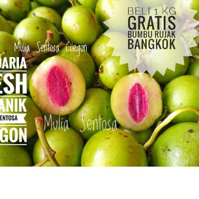 ℮ Buah Gandaria fresh organik 1 kg baru petik  - Buah Jatake mentah 1 kg ➭
