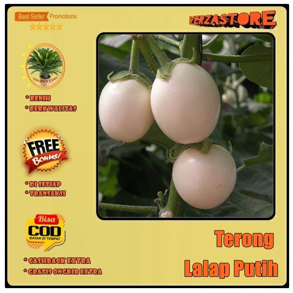 biji benih terong putih lalap /25 biji