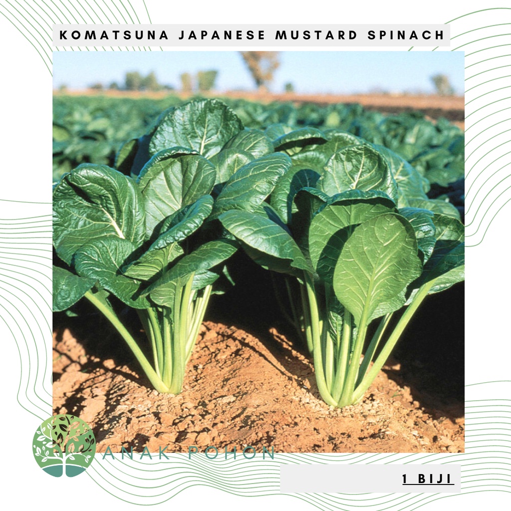 Benih Bibit Biji - Komatsuna Japanese Mustard Spinach Sawi Jepang Seeds - IMPORT