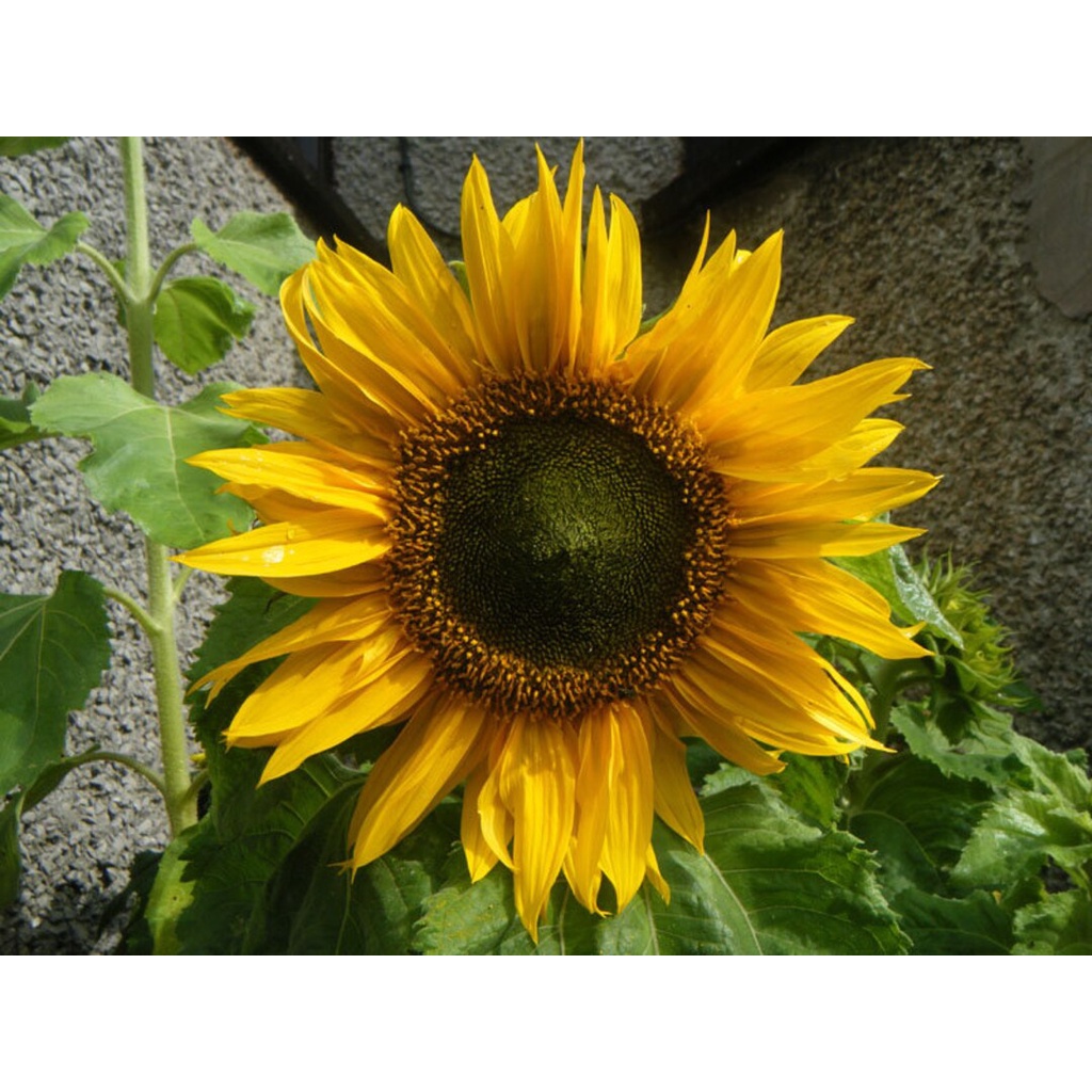 Benih Bibit Biji - Bunga Sunflower Sunspot BM1 Dwarf Flower Seeds