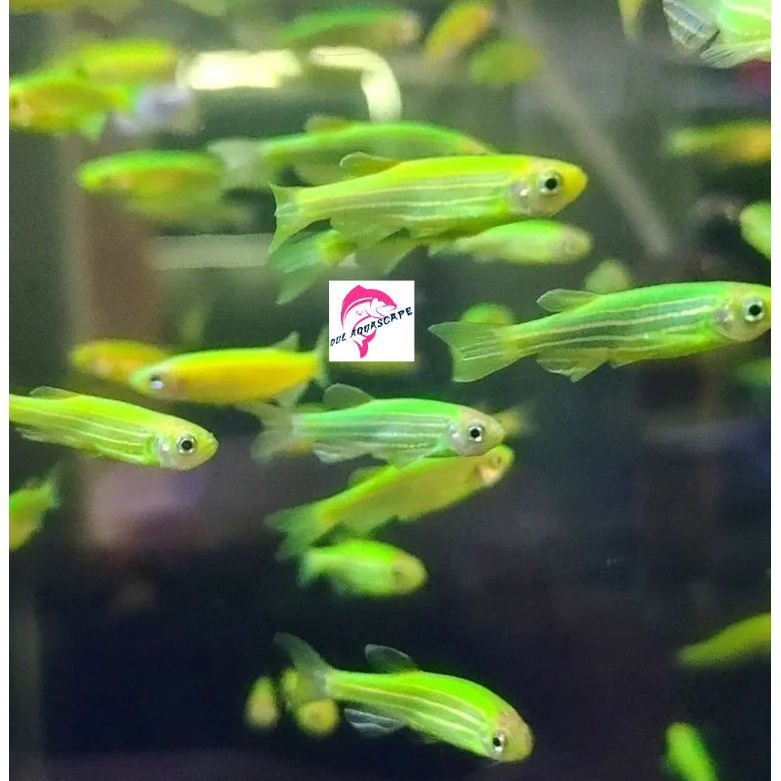 ikan hias danio glofish green aquascape