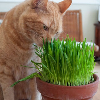 Benih-Bibit Cat Grass Organik Rumput Kucing