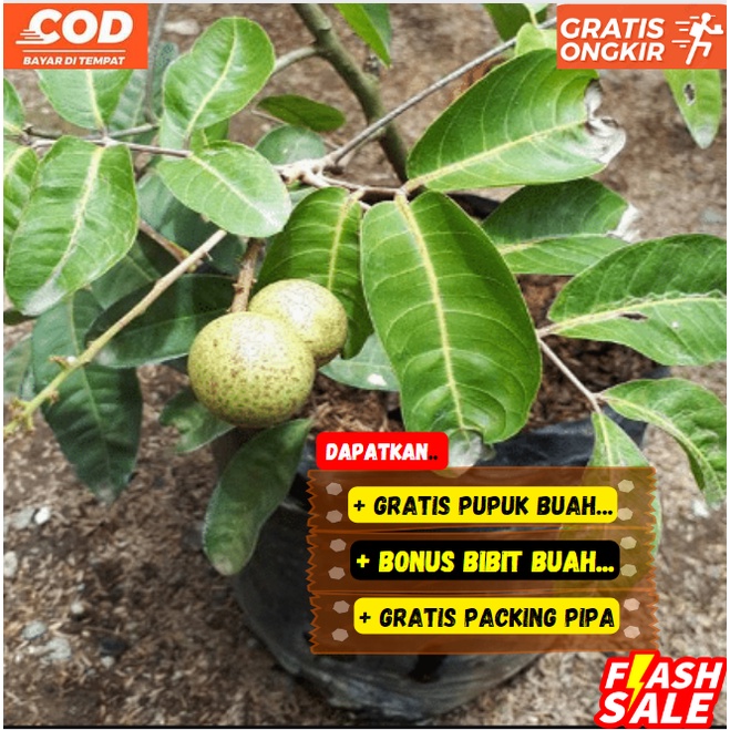 Pohon Kelengkeng Aroma Durian Bibit Super Unggul / Cepat Berbuah / Sudah Berbunga