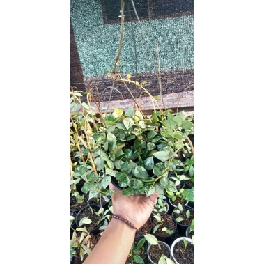 Hoya lacunosa krohniana Eskimo