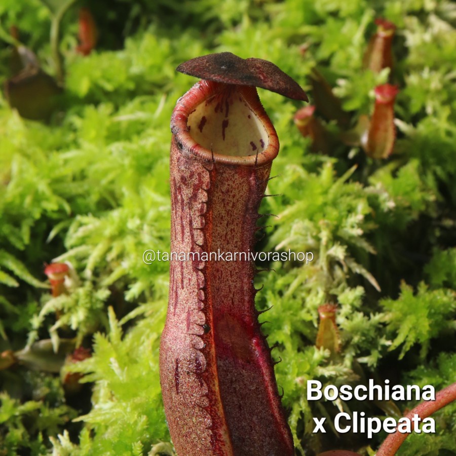 Nepenthes Hybrid Boschiana X Clipeata Tanaman Karnivora (Tanaman Hias)