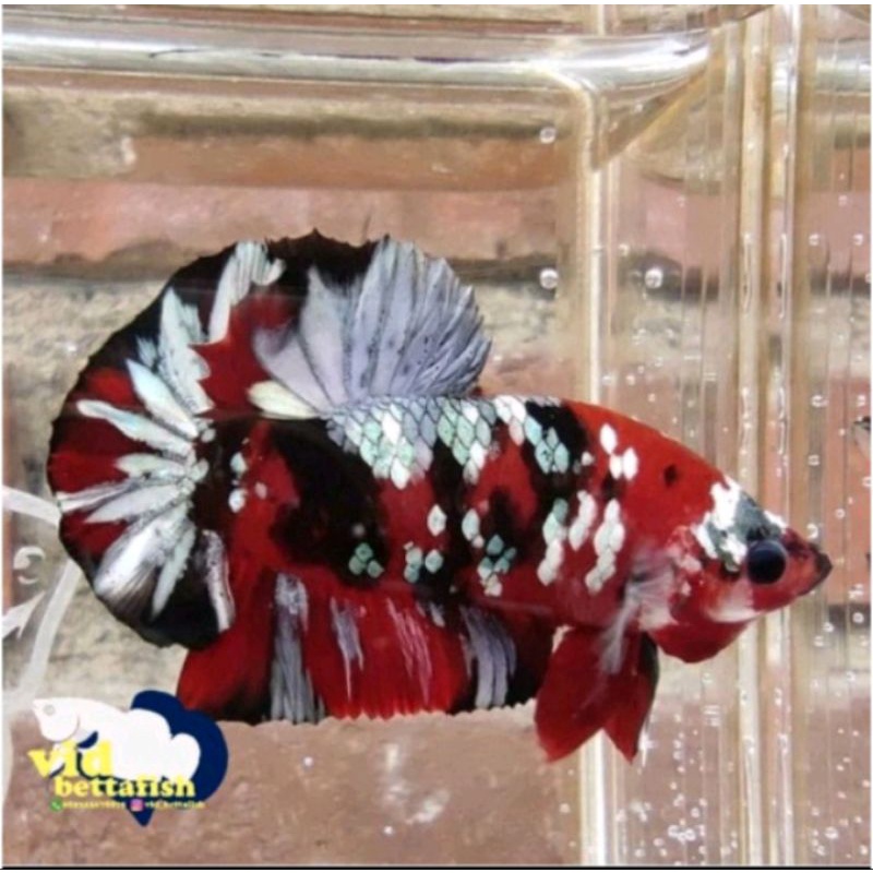 RED KOI COOPER GOLD RKC/IRONMAN