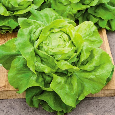 Benih Bibit Biji - Selada Green Butterhead Hijau Lettuce Seeds - IMPORT