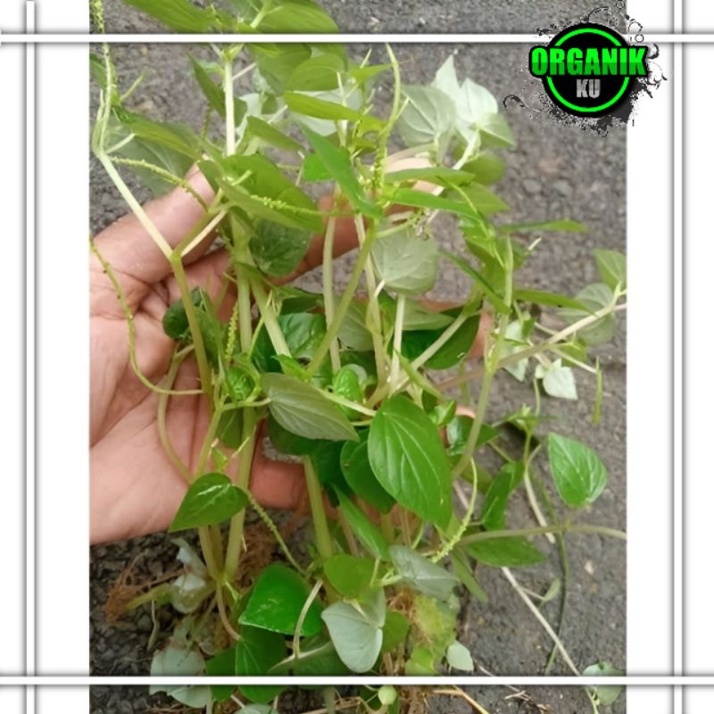 

TERMURAH !! Daun sirih cina segar 100 gram