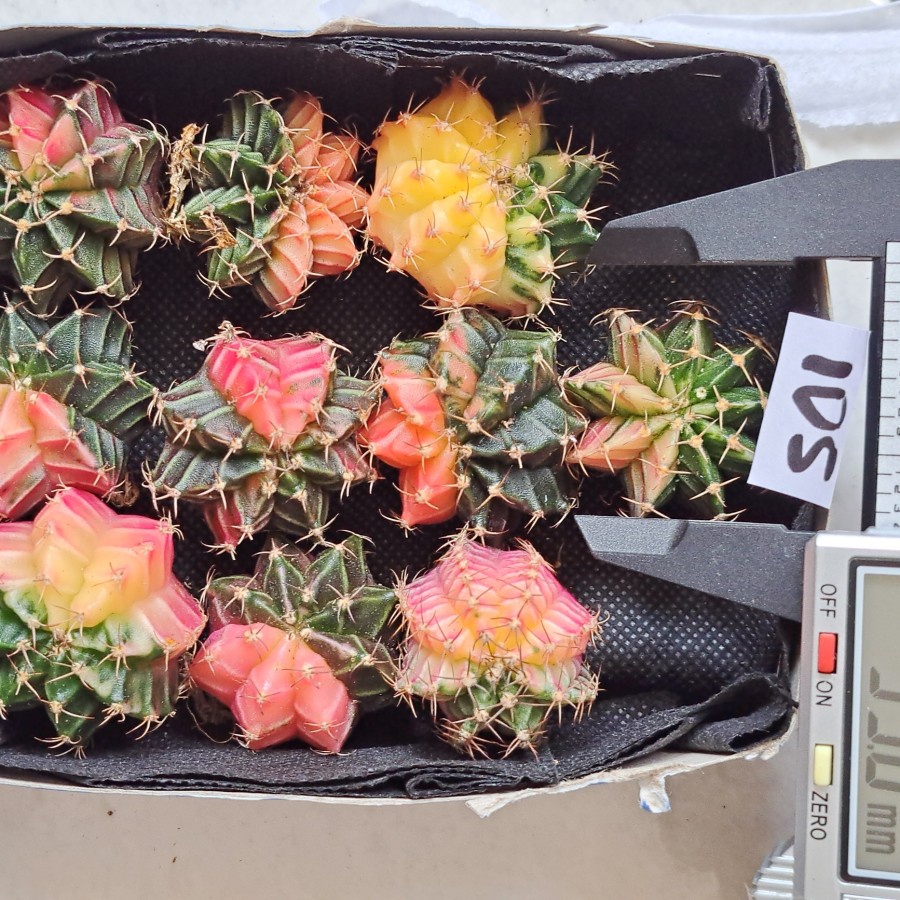 kaktus GYMNO LB mix MIHA Hibrid variegata PER 10 pcs dari biji Thailand