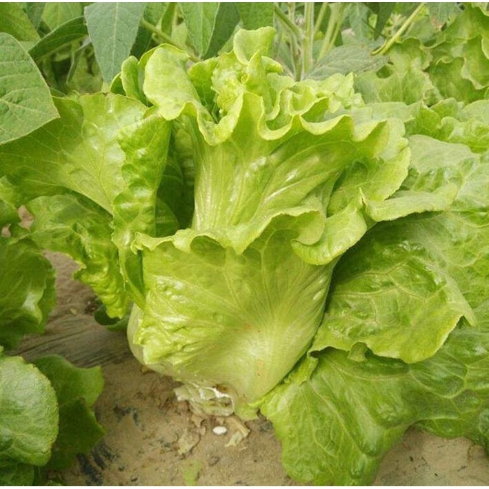 Benih Bibit Biji - Selada Hijau Italian Green Leaf Lettuce Seeds - IMPORT