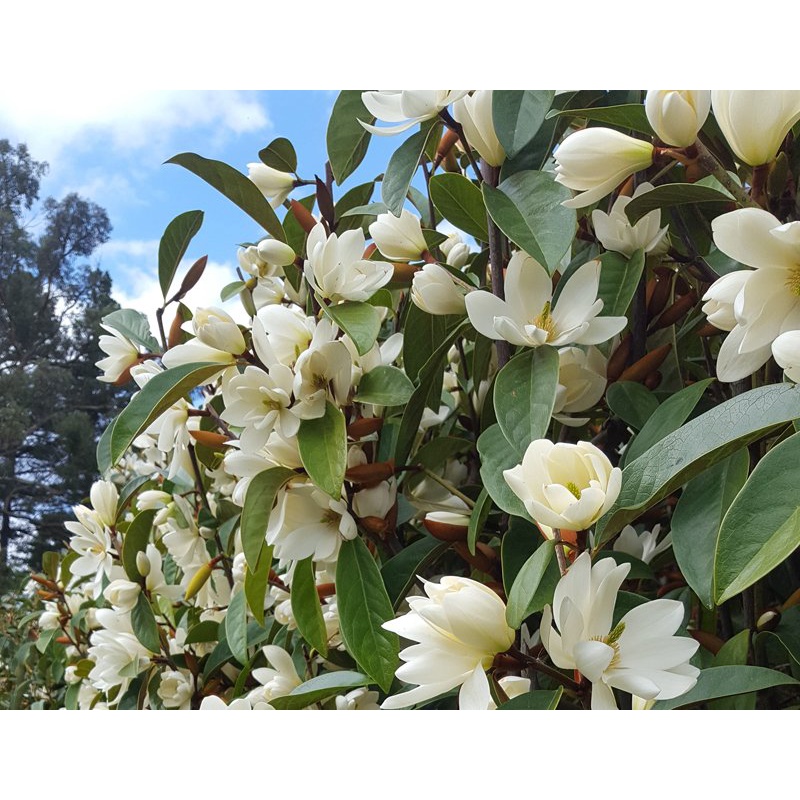 Benih Bibit Biji - Pohon Bunga White Magnolia Putih Flower Tree Seeds - IMPORT