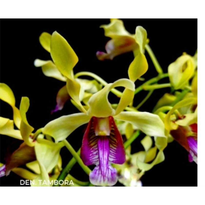 Dendrobium Remaja jumbo  Murah clone import Bangkok