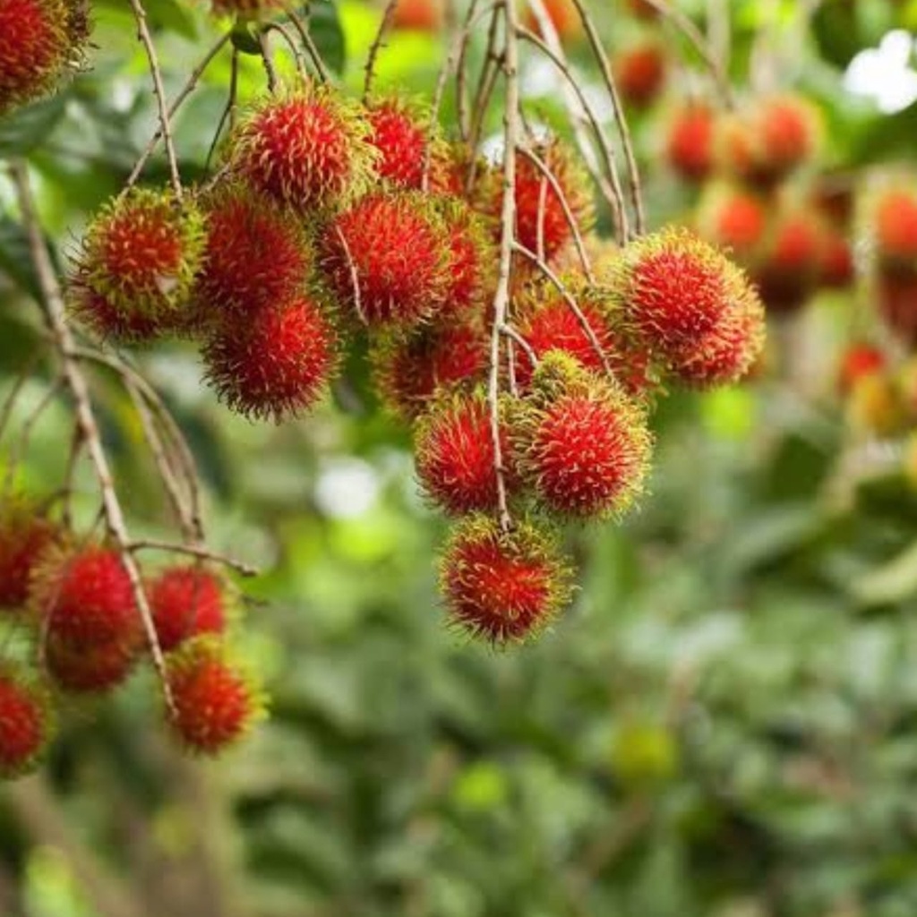 Pupuk Booster Rambutan Organik Pelebat Buah Dan Anti Rontok 250gr