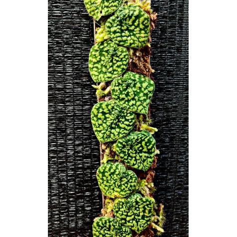 scindapsus snake scale