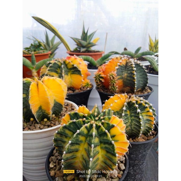 kaktus Cactus LB varigata Hybrid