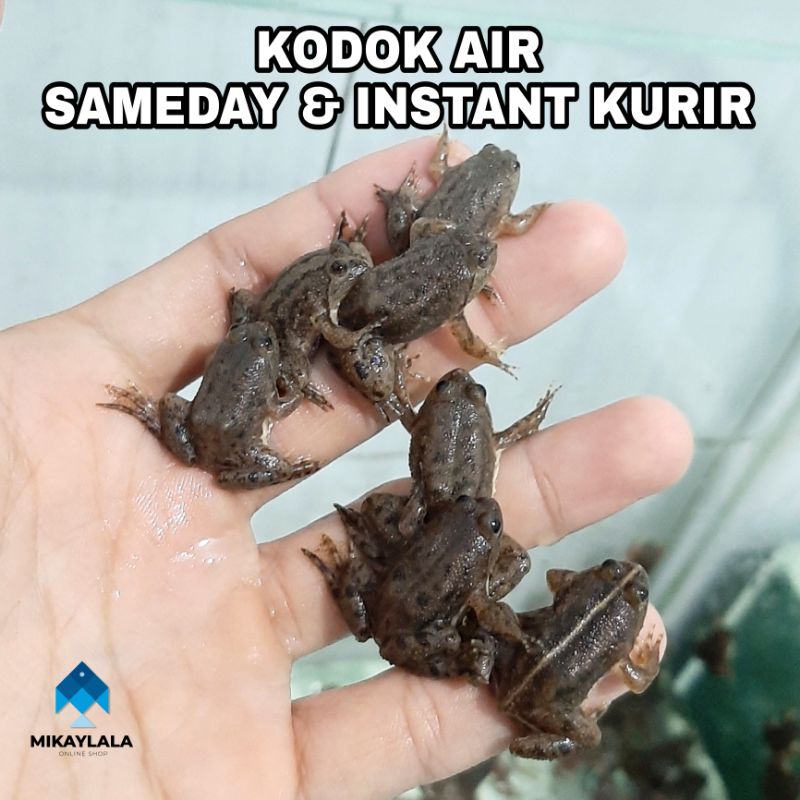 Kodok Sawah Katak Air Hidup Pakan Ikan Predator