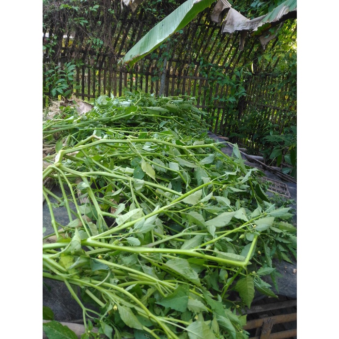 POHON CIPLUKAN SEGAR CIPLUKAN POHON CIPLUKAN UNTUK DI TANAM LAGI HOT SALE