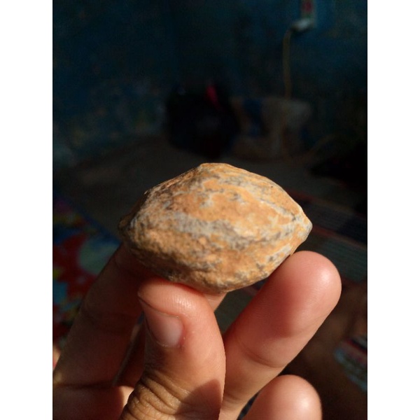 Muncang Adu Jawaan Anak Kaliwiro