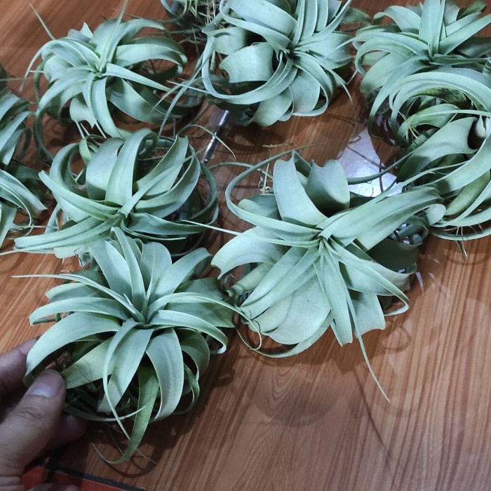 Terlaris Tillandsia Xerographica Size Kecil