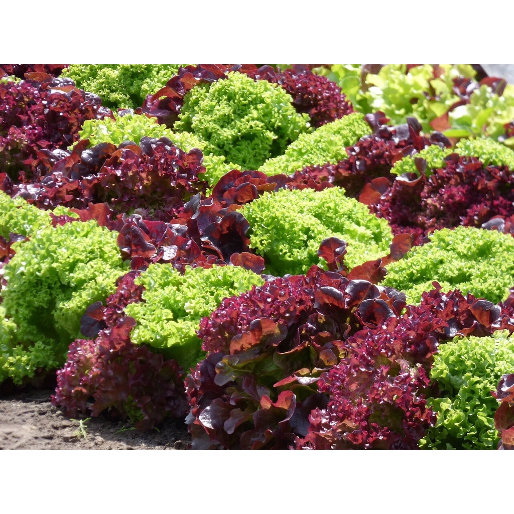 Benih Bibit Biji - Lettuce Salad Bowl Red &amp; Green Mixed Selada Campuran Seeds - IMPORT