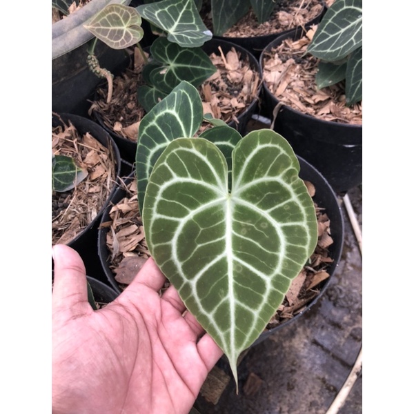 Anthurium Clarinervium Ekonomis-Tanaman hias Clarinervium