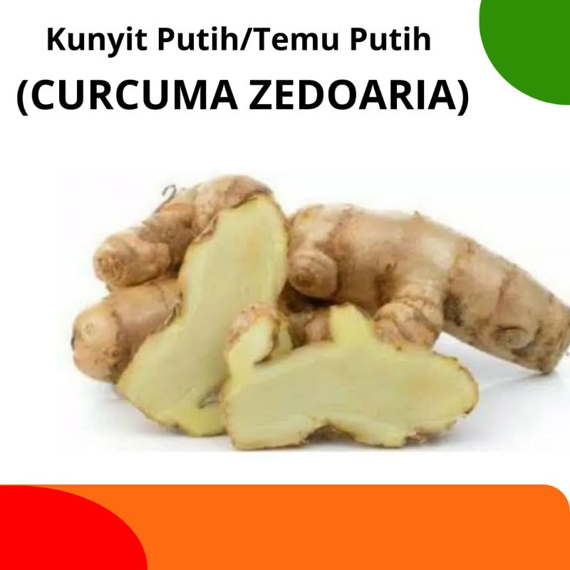 

Kunyit Putih / Temu Putih Segar 1 kg Curcuma Zedoaria 1kg