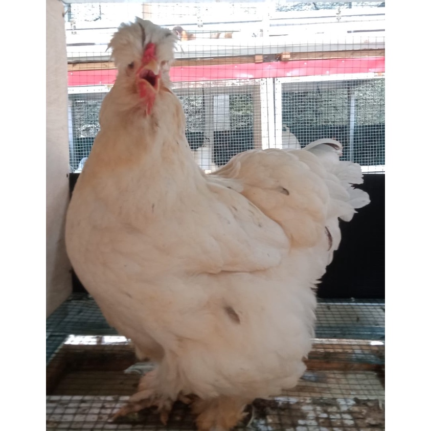 Ayam brahma park white bentina indukan ( real foto dan vidio )