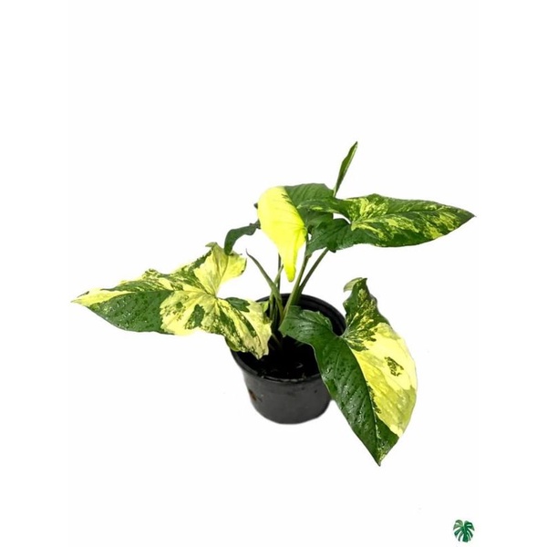 TANAMAN HIAS SYNGONIUM YELLOW - TANAMAN HIAS SYNGONIUM