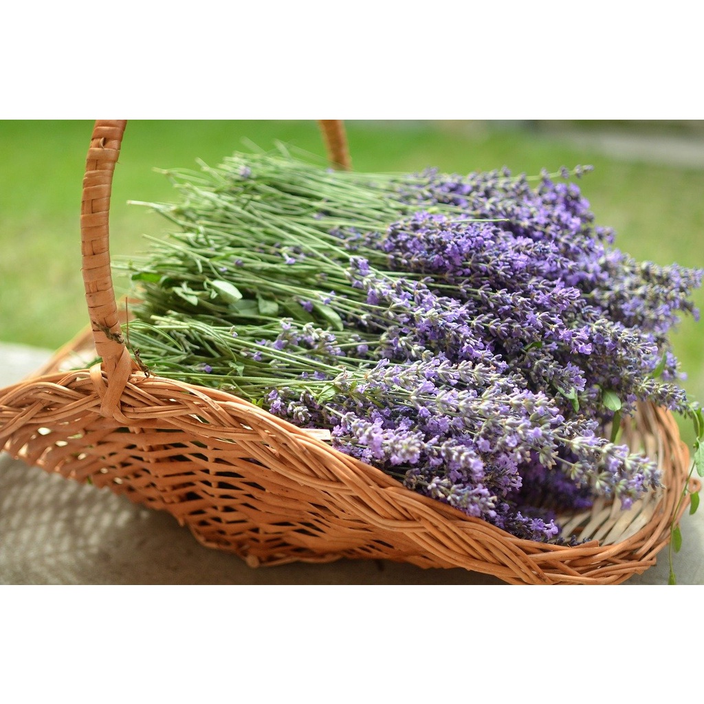 Benih Bibit Biji - Bunga Lavender Vera Lavandula angustifolia Fragrance Herb Flower Seeds - IMPORT