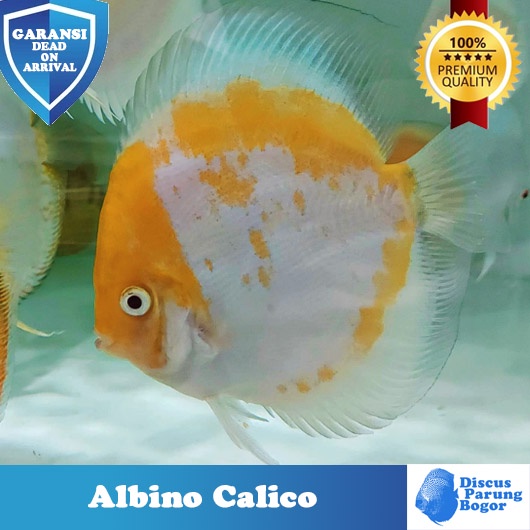 Ikan Discus Calico Albino