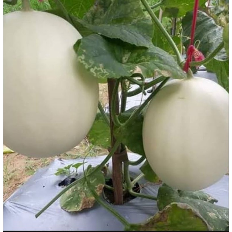 5 butir biji benih buah melon putih import