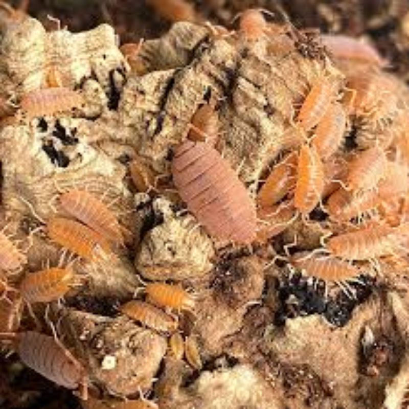 isopod / isopoda pruinosus powder orange