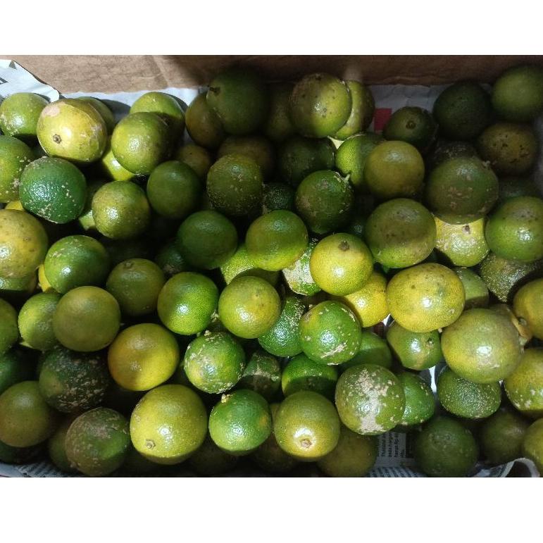 

TERMURAH Jeruk lemon cui/kasturi/sonkit