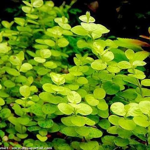 lysimachia yellow ( tanaman aquascape ) Tanaman Paludarium