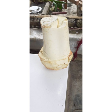 

umbut kelapa muda fresh /1kg nebang pohon dadakan