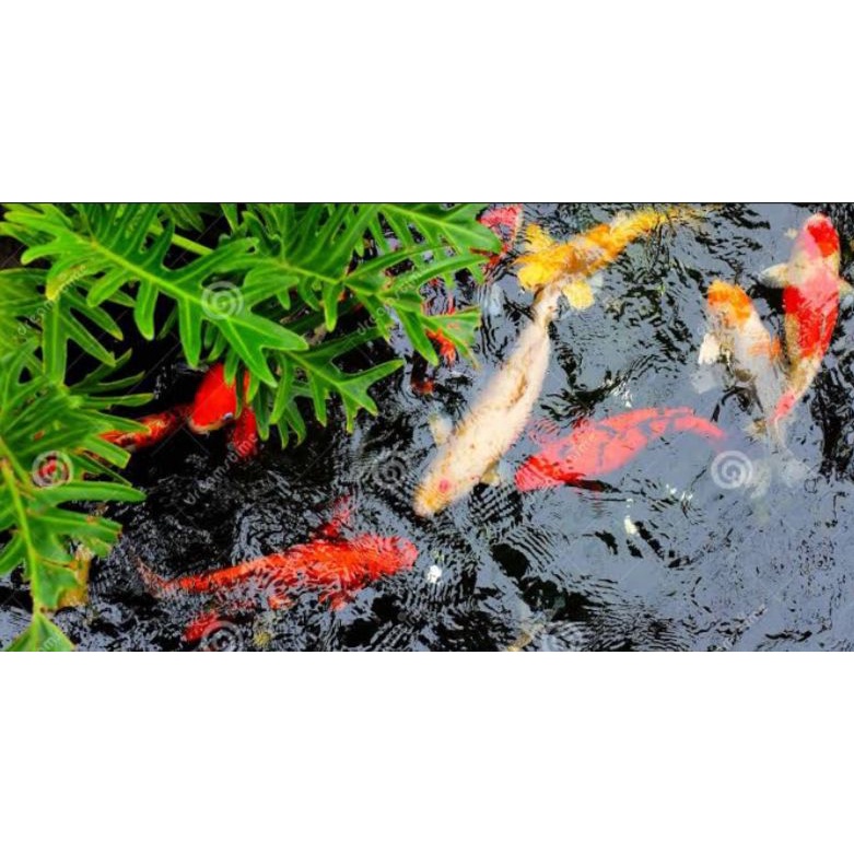 gambar baground dekor gambar shutterstock gambar pemandangan gambar wallcover wallcover dinding bagr