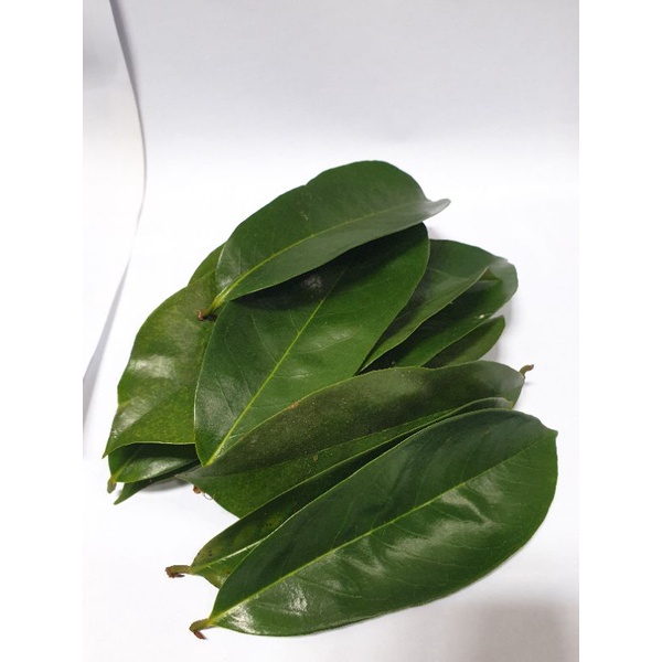 

5000Daun sirsakfresh100pcs