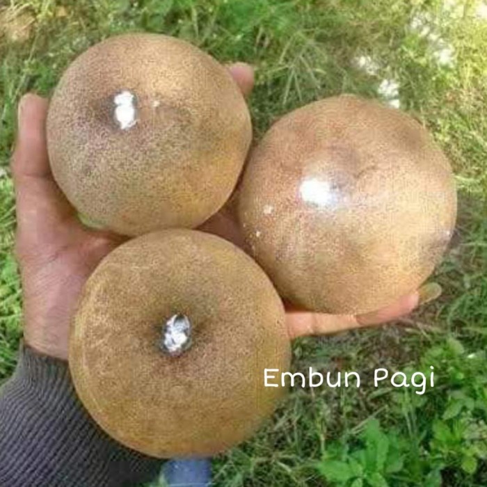Bibit Pohon Buah Sawo Jumbo Thailand besar manis