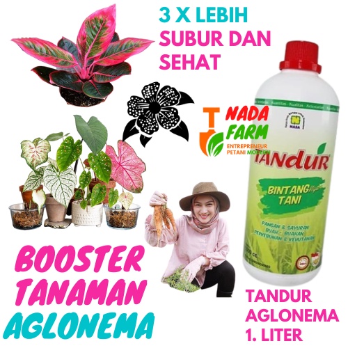 Pupuk Aglonema Penyubur Daun / Pupuk Penyubur Daun Aglonema / Pupuk Akar Tanaman Aglonema / Vitamin 